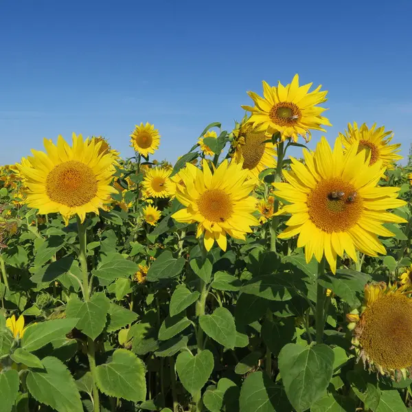 Large sunflower against blue sky in summer Stock Photo