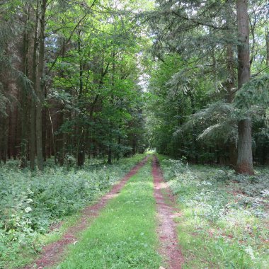 Ağaçlar yeşil yaprakları yaz aylarında Kuzey mikrop ormanında ile
