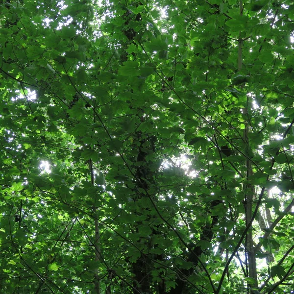 北部胚芽の夏の森の緑の葉が付いている木 — ストック写真