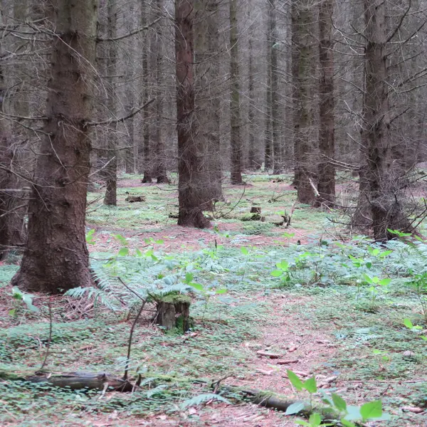 Ağaçlar yeşil yaprakları yaz aylarında Kuzey mikrop ormanında ile — Stok fotoğraf