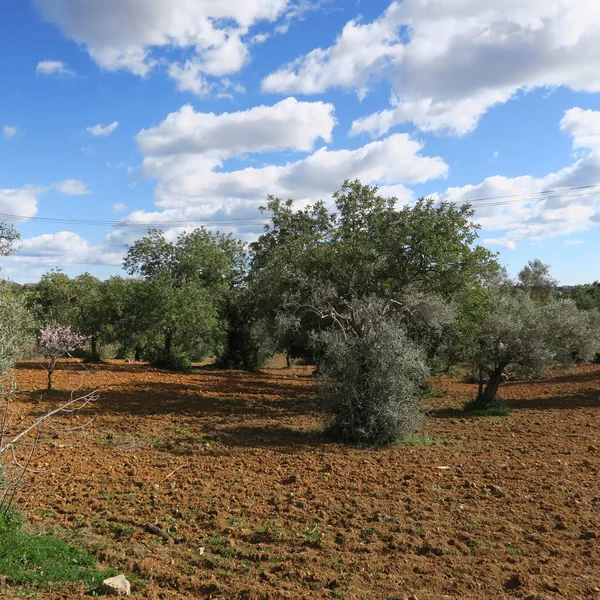 Paisagem, estrada, inverno, fevereiro, portugal, algarve — Fotografia de Stock