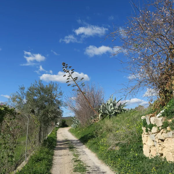 Primavera in febbraio paesaggio fiori in portoghese — Foto Stock