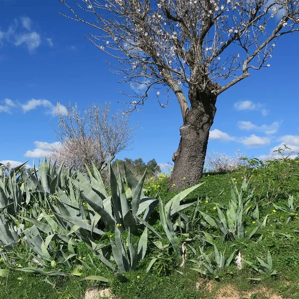 Primavera, céu azul brilhante, amendoeiras em fevereiro na europa, por — Fotografia de Stock