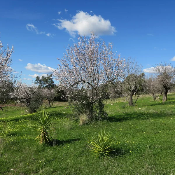Våren, klarblå himmel, mandelträd i februari i Europa, por — Stockfoto