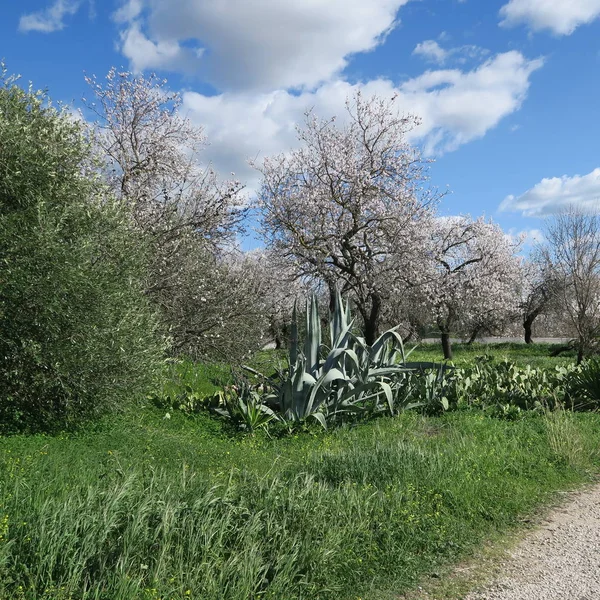 Primavera, céu azul brilhante, amendoeiras em fevereiro na europa, por — Fotografia de Stock