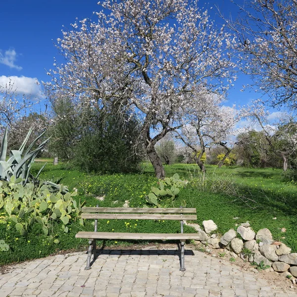 Primavera, céu azul brilhante, amendoeiras em fevereiro na europa, por — Fotografia de Stock