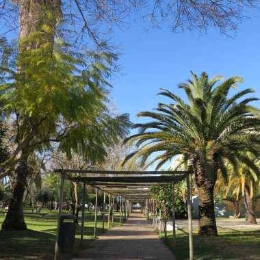 Uzak bir gölgelik ve palmiye ağaçları ile parlak mavi gökyüzünde