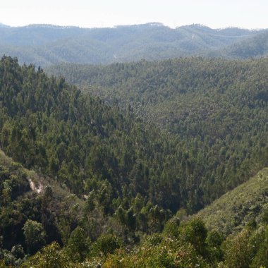 Okaliptüs ağaçları kuzeyinde plantasyondan ile Dağları 