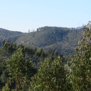 Okaliptüs ağaçları kuzeyinde plantasyondan ile Dağları 