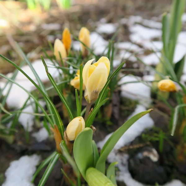 Crocus, las primeras flores que florecen en primavera en Alemania —  Fotos de Stock