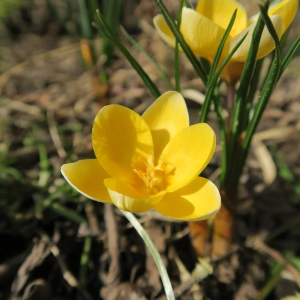 Crocus, las primeras flores que florecen en primavera en Alemania —  Fotos de Stock