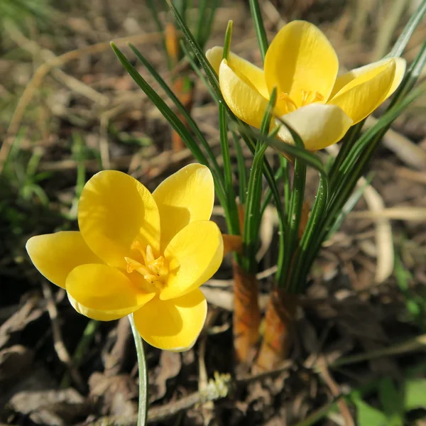크 로커 스, 독일에서 봄에서 꽃 첫 꽃 — 스톡 사진