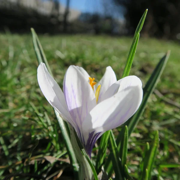 Crocus, las primeras flores que florecen en primavera en Alemania —  Fotos de Stock