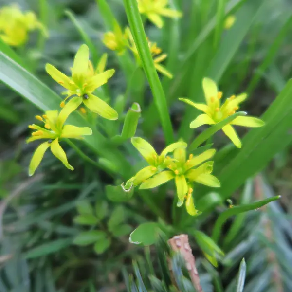 Gagea pratensis, stea de aur, floare de primăvară galbenă mică — Fotografie, imagine de stoc