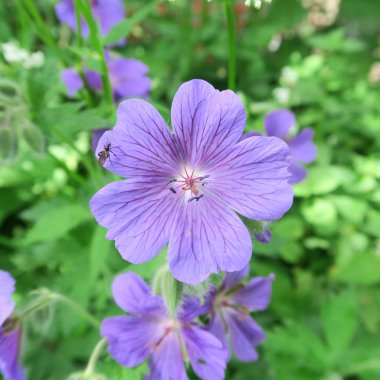 Yaz aylarında Turnagagasıgiller, mavi çiçekli uzun ömürlü
