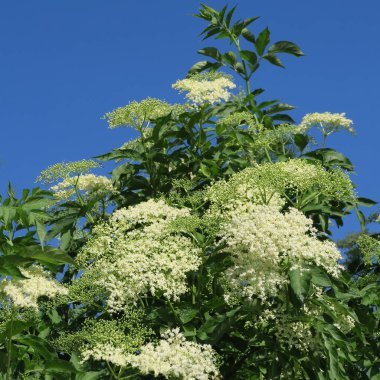 Gıda veya bir DRI olarak kullanılmak üzere Sambucus, Bahar, beyaz çiçek