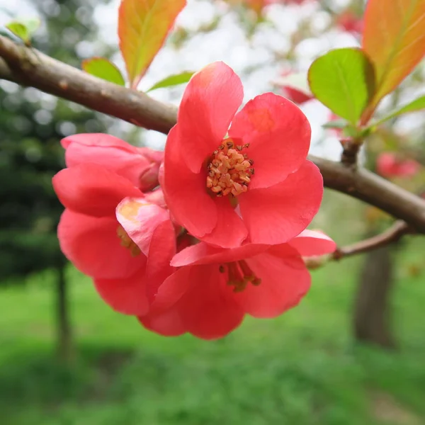 Chaenomeles, ein Strauch mit vielen kleinen roten Blüten, im Frühling — Stockfoto