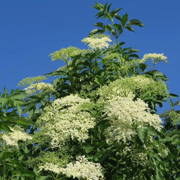 Sambucus, weiße Blüte im Frühling, als Nahrung oder als Trockenfutter zu verwenden — Stockfoto