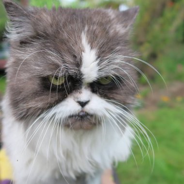 Eski Farsça kedi, görünüyor sulkily yapması