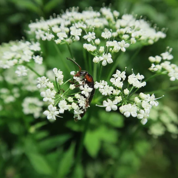 Aegopodium podagraria, plant, weed edible, multiply — Stock Photo, Image