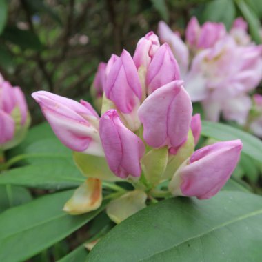 Ormangülü, mor çiçekli, sp büyük ölçekli çalı çiçekleri