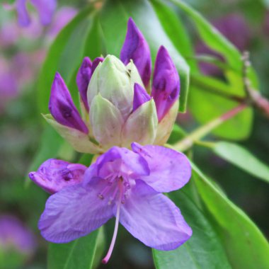 Ormangülü, mor çiçekli, sp büyük ölçekli çalı çiçekleri