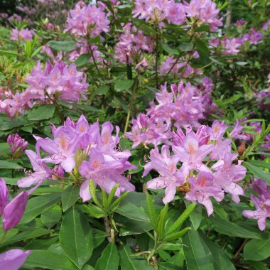 Ormangülü, mor çiçekli, sp büyük ölçekli çalı çiçekleri