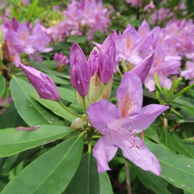 Ormangülü, mor çiçekli, sp büyük ölçekli çalı çiçekleri