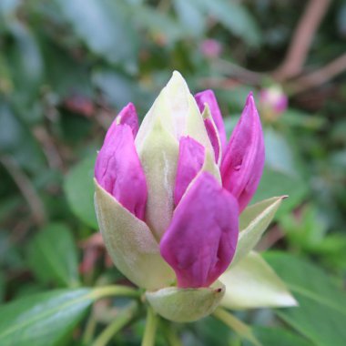 Ormangülü, mor çiçekli, sp büyük ölçekli çalı çiçekleri