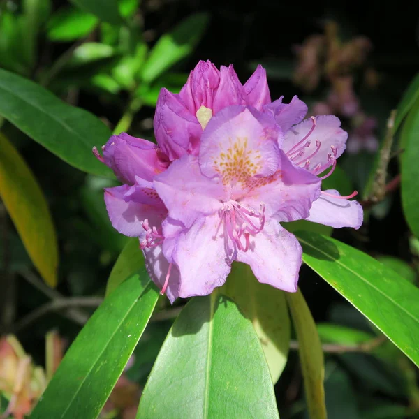 Rhododendron, violett blühend, große Staudenblüten in sp — Stockfoto