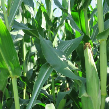 Birçok yeşil mısır bitkileri bir alanında, yeşil,