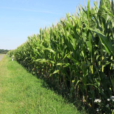 Birçok yeşil mısır bitkileri bir alanında, yeşil,