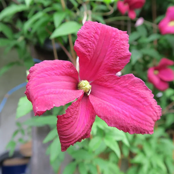 Clematis roxo escuro, flores de plantas perenes no verão no g — Fotografia de Stock