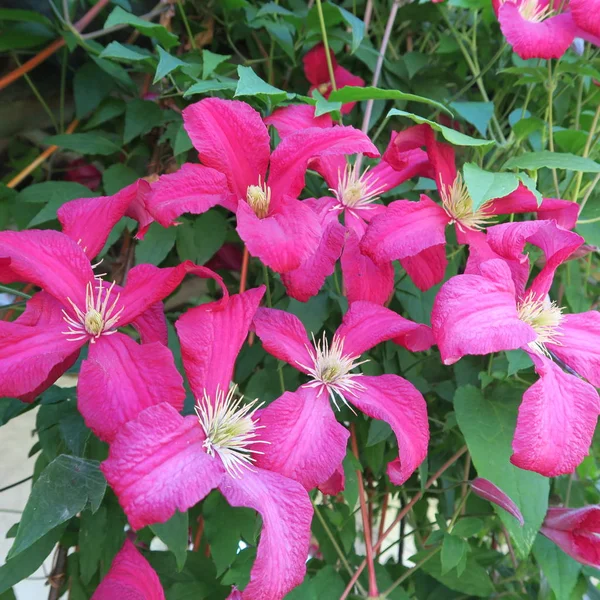 Donker paars clematis, overblijvende plant bloemen in de zomer in de g — Stockfoto