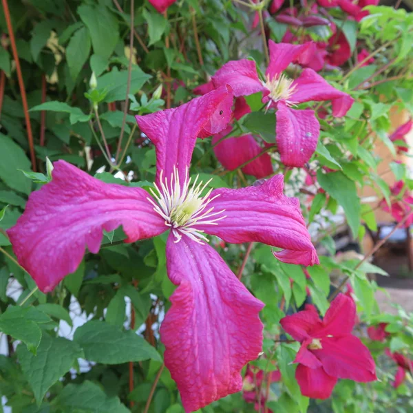 어두운 보라색 클레 마티스, g에서 여름에 다년생 식물 꽃 — 스톡 사진