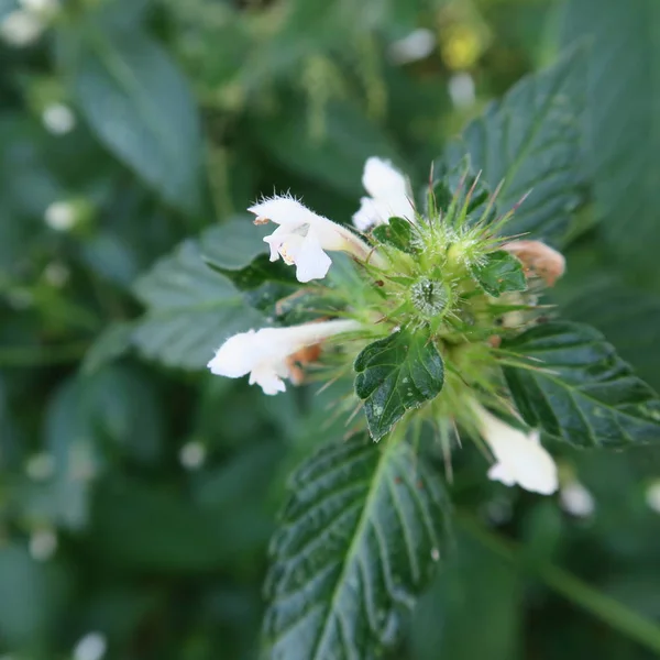 Lamium álbum, daffodil branco, erva selvagem, é usado como um medicamento — Fotografia de Stock