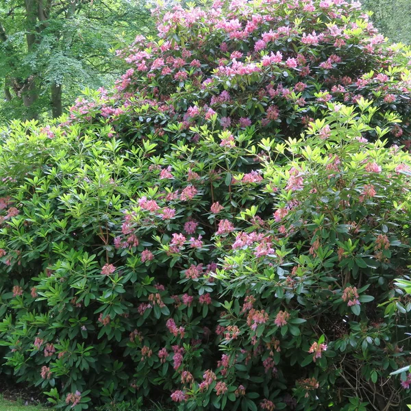 Spaziergang im Park mit riesigen Rhododendronbüschen — Stockfoto