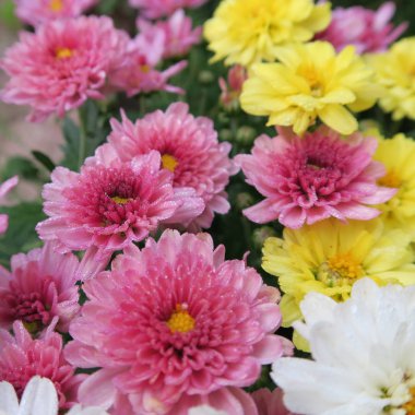 sonbaharda Çiçek bahçesinde renkli Aster