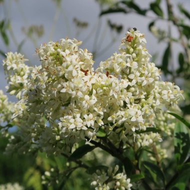 Ligustrum, bir çok yıllık çalı beyaz çiçekler
