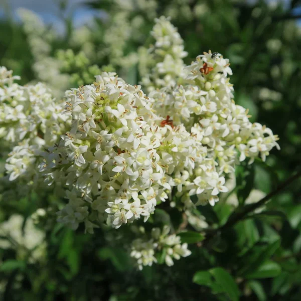 Ligustrum, weiße Blüten an einem mehrjährigen Strauch — Stockfoto