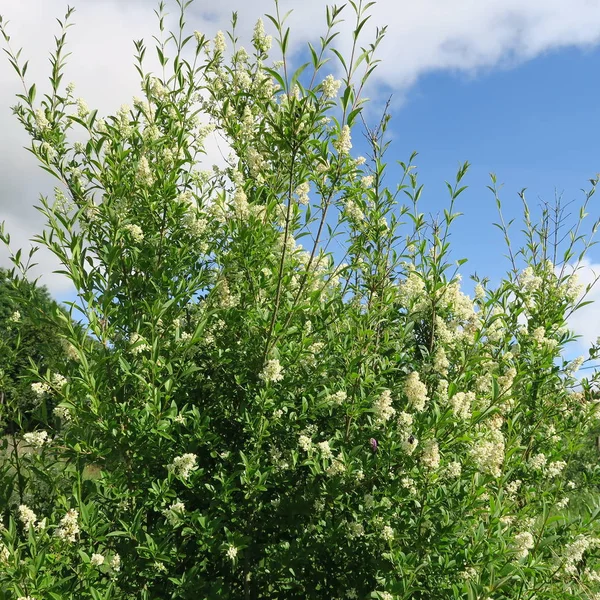 Liguster, witte bloemen op een blijvende struik — Stockfoto