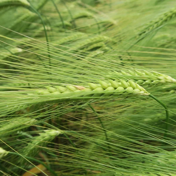 Poco prima del raccolto, grano maturo sul campo — Foto Stock