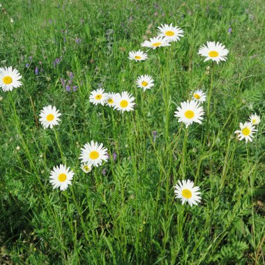 Beyaz papatya çiçek yaz yeşil çayır üzerinde
