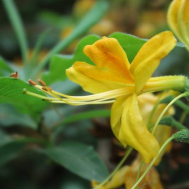 güzel Telkari sarı ormangülü çiçek
