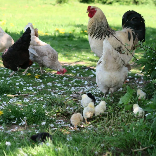 Galinhas aves em estado selvagem com seus filhotes na fazenda — Fotografia de Stock
