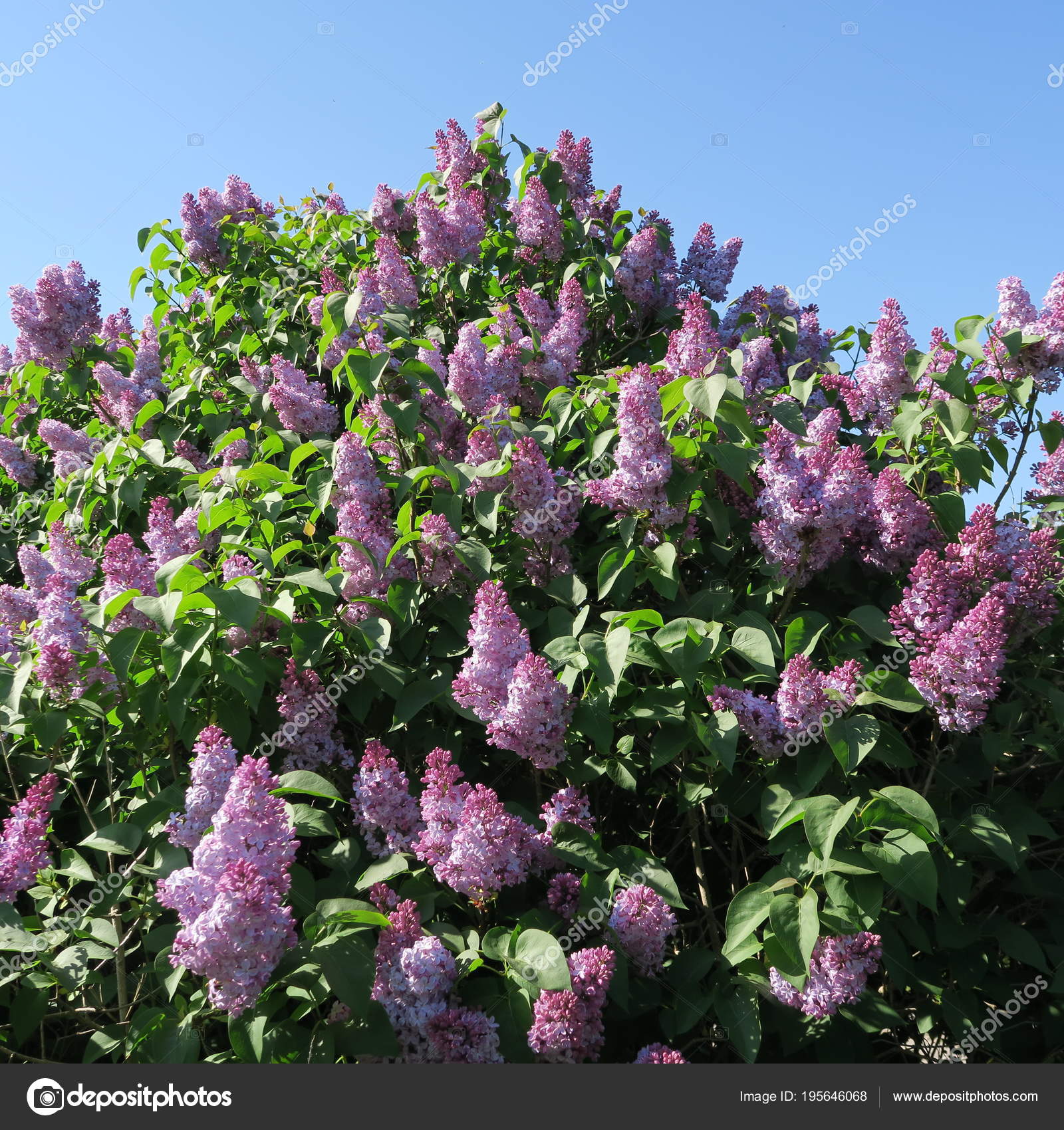 Syringa Fleurs Lilas Lilas Vif Qui Fleurit En Face De Bleu