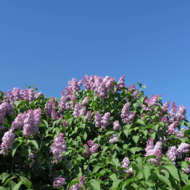Leylak, parlak Lila Lila çiçek önünde çiçek açan sk mavi.