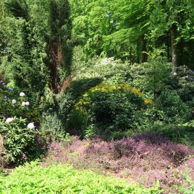 büyük çiçekli rhododendrons kuzey Almanya'da bir parkta Mayıs ayında çiçek