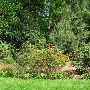 büyük çiçekli rhododendrons kuzey Almanya'da bir parkta Mayıs ayında çiçek