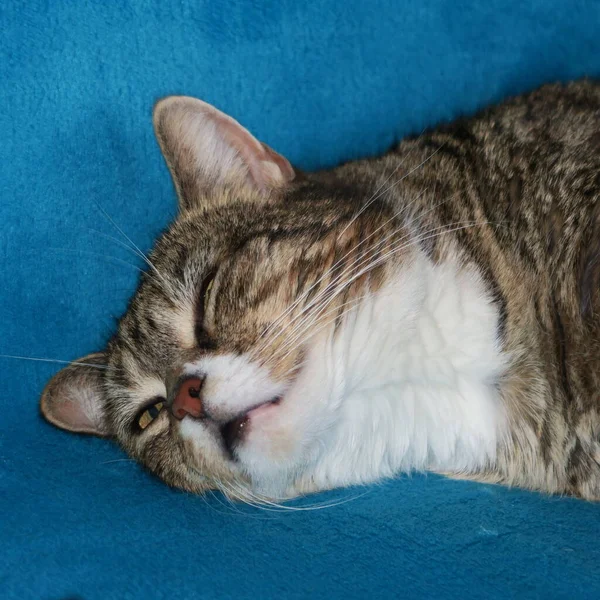 白爪灰条纹猫睡在蓝色的毛毯上 — 图库照片